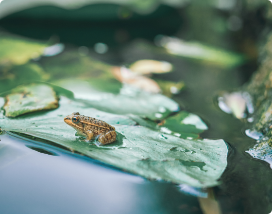 農(nóng)村生活污水治理