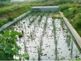 土壤滲濾污水處理技術 土壤滲濾污水處理技術